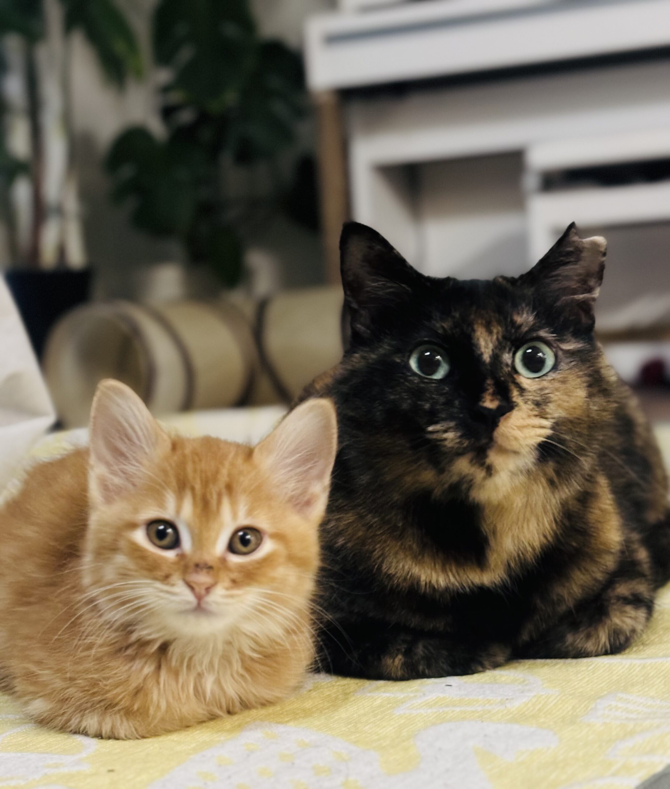 育児と猫の日記を作りたい